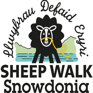 Sheep Walk Snowdonia