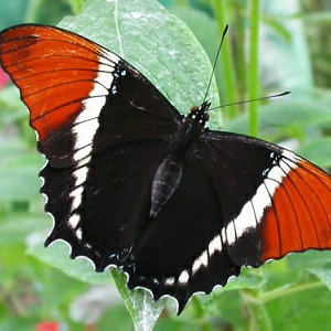 Magic Of Butterfly House